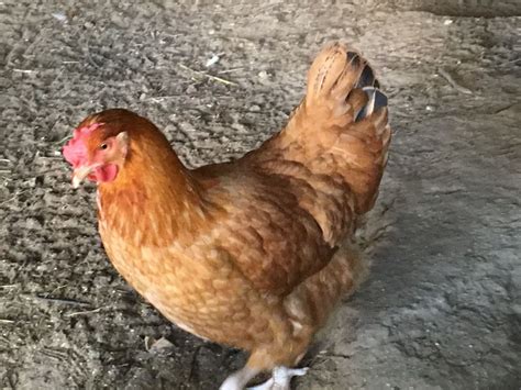 buff orpington rhode island red cross